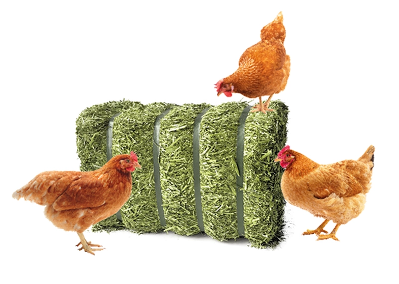 Luzerne BIO für Geflügel 1 Palette = 56 Ballen – Bild 2