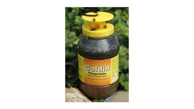 Goldin Fliegenfalle