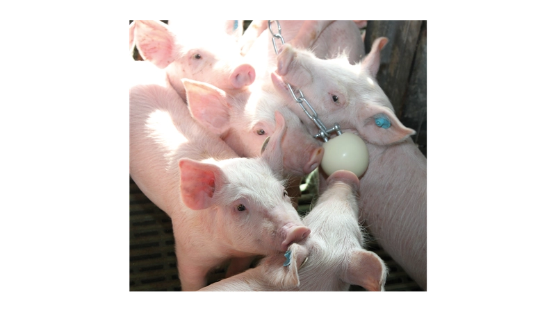 Beißkugeln für Schweine – Bild 2