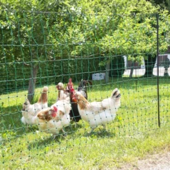 Alternative view of Geflügelnetz 50m, Doppelspitze