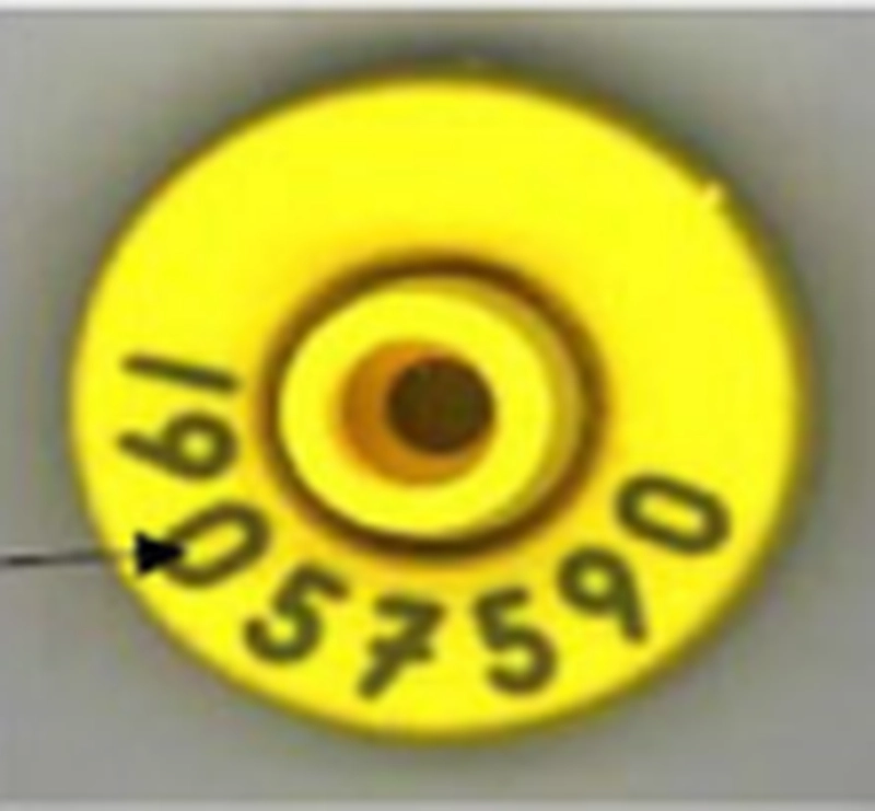 Ohrmarken Allflex – Bild 2